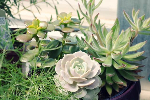 SUCCULENT-FEATURED-IMAGE