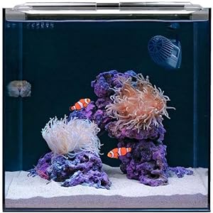 Clownfish-Saltwater-Aquarium