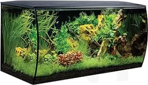 Fish tank for fish plant