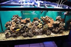 saltwater reef aquarium for home